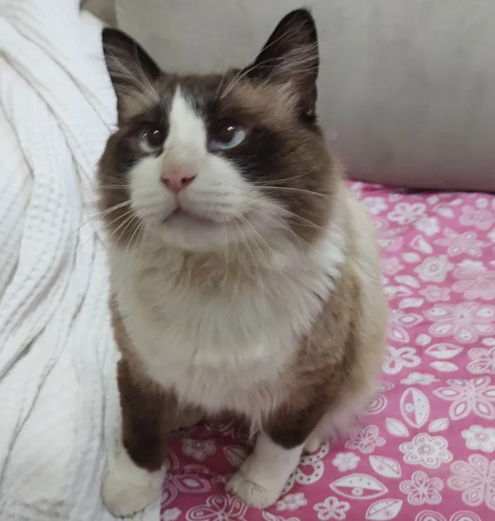 Gato ra a SRD idade 5 anos nome Peludinho