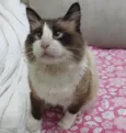 Peludinho