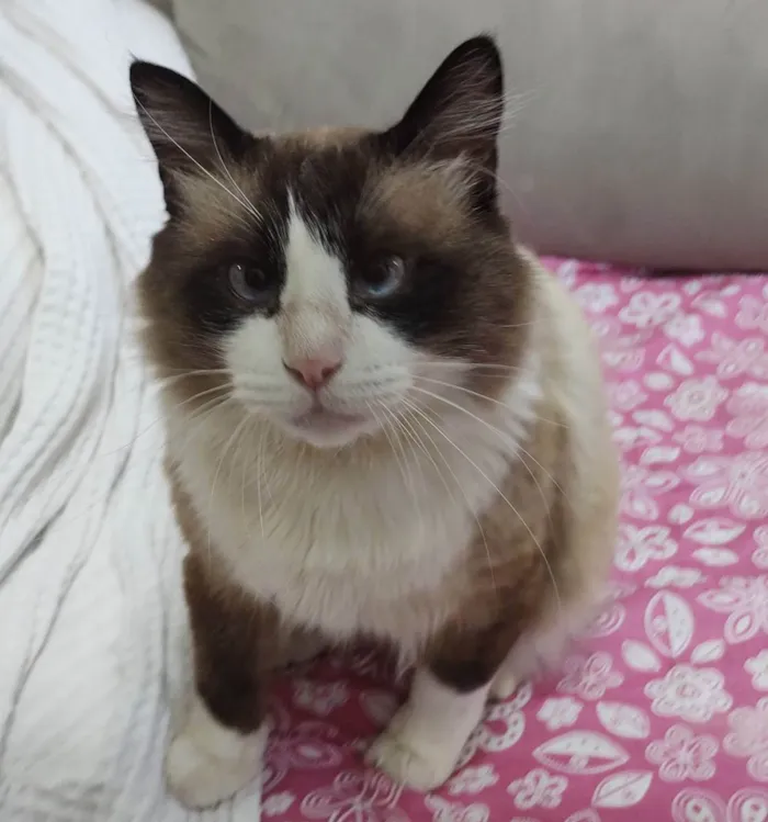 Gato ra a SRD idade 5 anos nome Peludinho