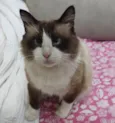 Peludinho