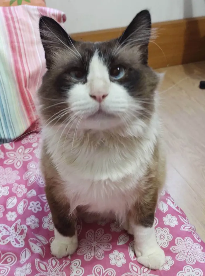 Gato ra a SRD idade 5 anos nome Peludinho