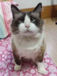 Peludinho