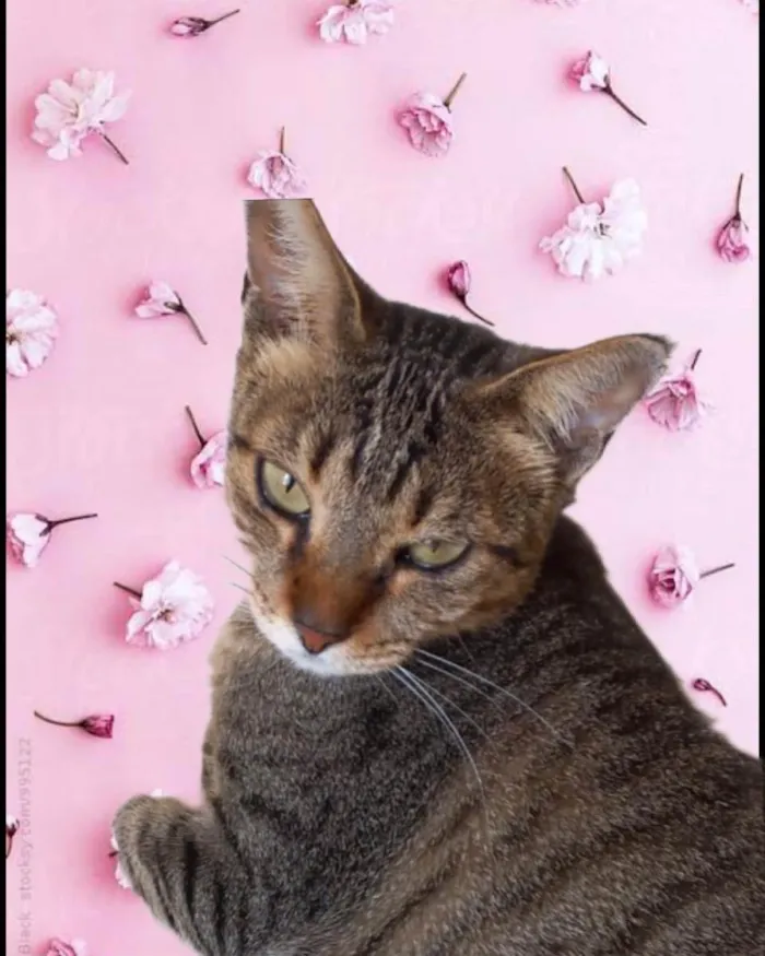 Gato raça Srd idade 1 ano nome Stela Linda 