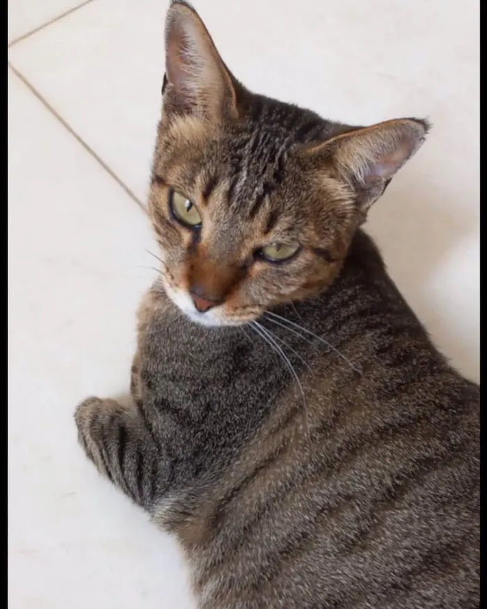 Gato raça Srd idade 1 ano nome Stela Linda 