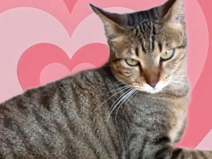 Gato raça Srd idade 1 ano nome Stela Linda 