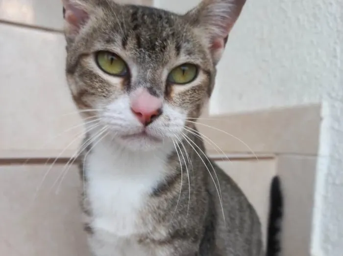 Gato raça Srd idade 7 a 11 meses nome Colette bb11meses 