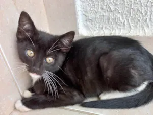 Gato raça Srd idade 2 a 6 meses nome Chokito bb3meses 