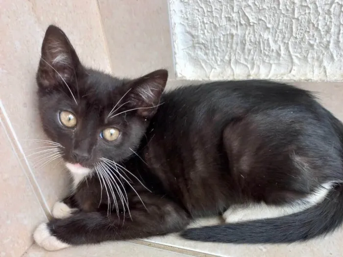 Gato raça Srd idade 2 a 6 meses nome Chokito bb3meses 