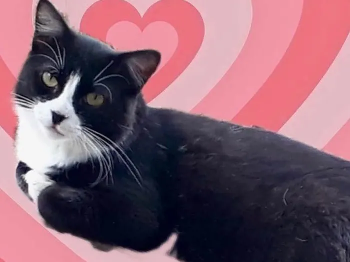 Gato raça Srd idade 1 ano nome Cotoco lindo 