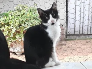 Gato raça Srd idade 2 a 6 meses nome Jade bb6meses 