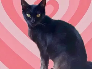 Gato raça Srd idade 1 ano nome PETA Linda 