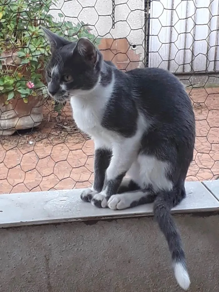 Gato raça Srd idade 7 a 11 meses nome Pink bb7meses 