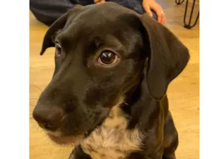 Cachorro raça viralata idade 2 a 6 meses nome Douglas