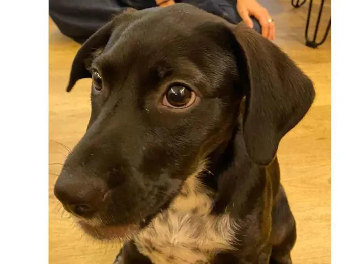 Cachorro ra a viralata idade 2 a 6 meses nome Douglas