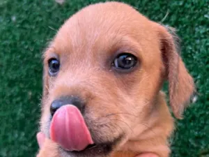 Cachorro raça SRD  idade Abaixo de 2 meses nome Sem Nome