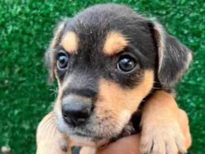 Cachorro raça SRD  idade Abaixo de 2 meses nome Sem Nome