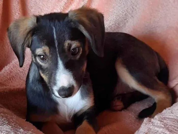Cachorro raça SRD idade 2 a 6 meses nome Sem Nome