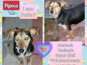 Cachorro raça SRD idade 1 ano nome Pipoca