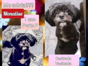 Cachorro raça Shitzu idade 1 ano nome Monalisa 