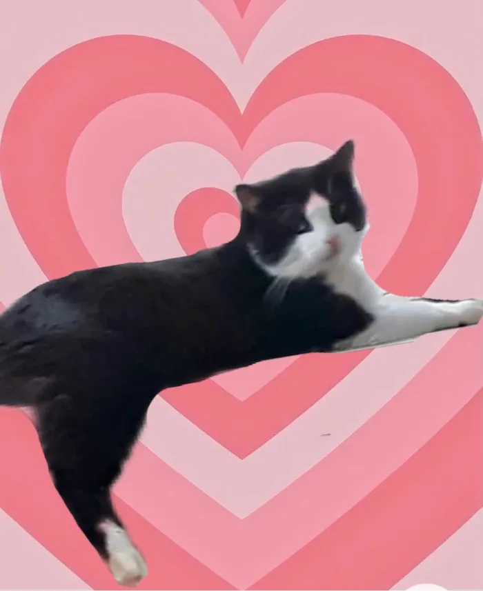 Gato raça Srd idade 1 ano nome Bolachao peludinho 