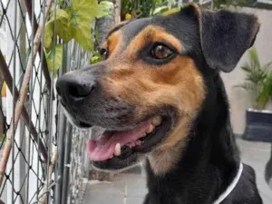 Cachorro raça SRD idade 2 anos nome Bento