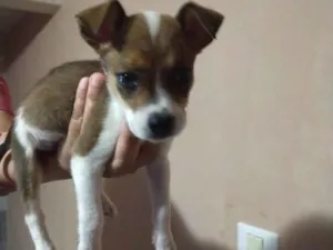 Cachorro raça Sem raça definida idade Abaixo de 2 meses nome Dara