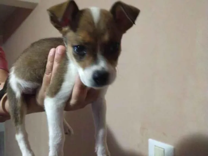 Cachorro raça Sem raça definida idade Abaixo de 2 meses nome Dara
