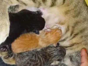 Gato raça Srd idade Abaixo de 2 meses nome 3 filhotes de 2 dias