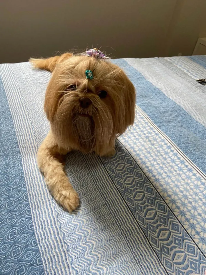 Cachorro ra a Shihtzu idade 6 ou mais anos nome Amora