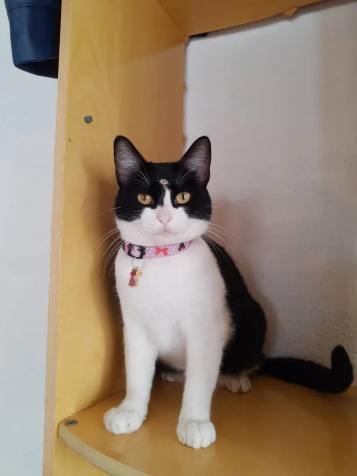 Gato raça  idade 2 anos nome Amora 