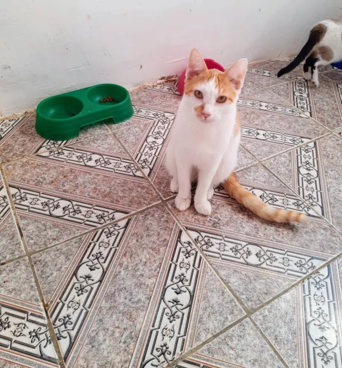 Gato raça  idade 7 a 11 meses nome Mingau