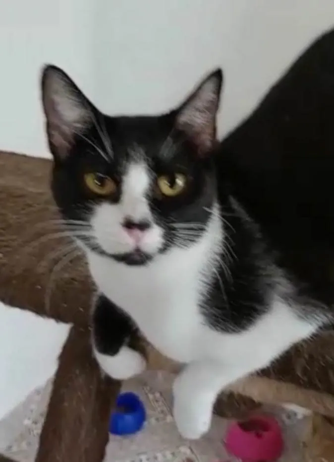 Gato ra a  idade 1 ano nome Juliet