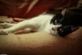 Merlin