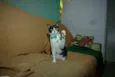 Merlin