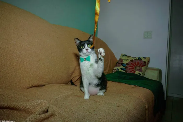 Gato ra a SRD idade 1 ano nome Merlin