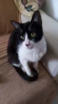Merlin