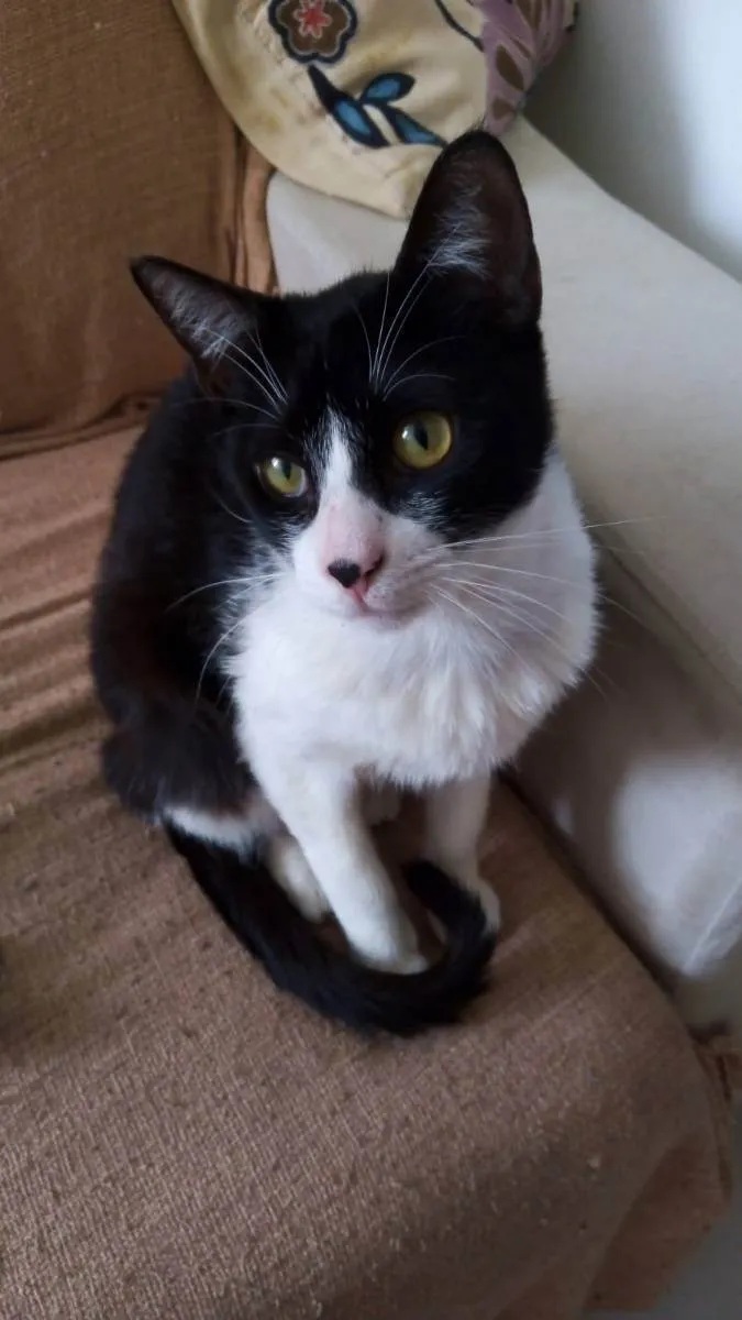 Gato ra a SRD idade 1 ano nome Merlin