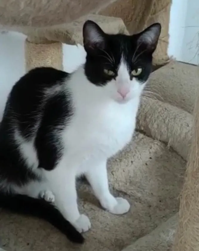 Gato raça  idade 1 ano nome Luigi 