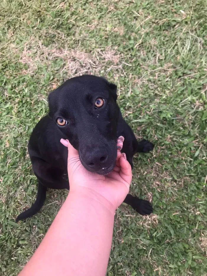 Cachorro ra a Vira lata idade 2 anos nome Pretinha