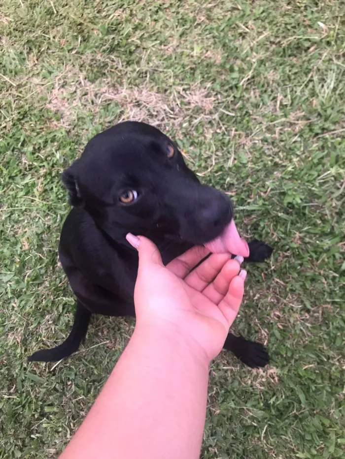 Cachorro ra a Vira lata idade 2 anos nome Pretinha