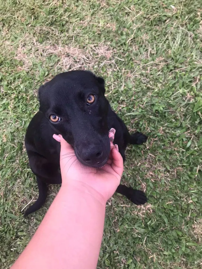 Cachorro ra a Vira lata idade 2 anos nome Pretinha