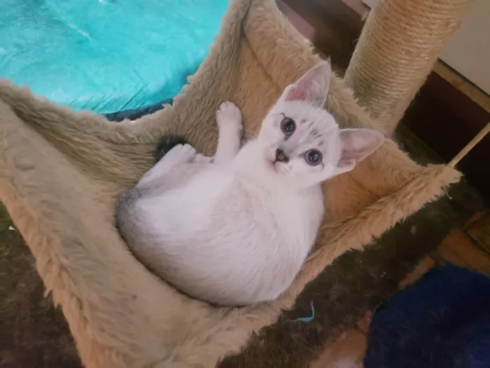 Gato raça Srd  idade 2 a 6 meses nome Nikola