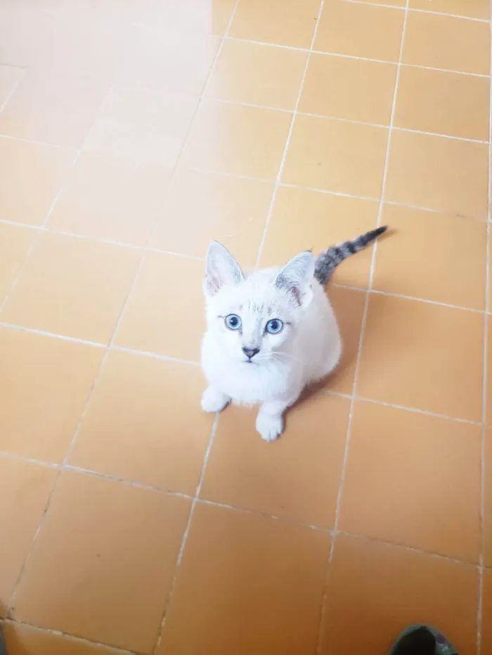 Gato raça Srd  idade 2 a 6 meses nome Nikola