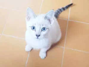 Gato raça Srd  idade 2 a 6 meses nome Nikola