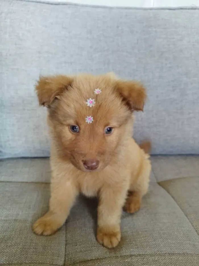 Cachorro raça Chow Chow mestiço idade 2 a 6 meses nome Filhote