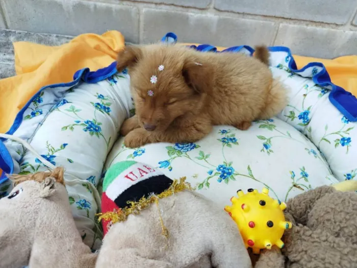 Cachorro raça Chow Chow mestiço idade 2 a 6 meses nome Filhote