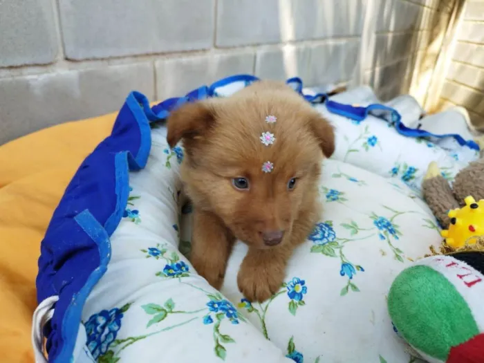 Cachorro raça Chow Chow mestiço idade 2 a 6 meses nome Filhote