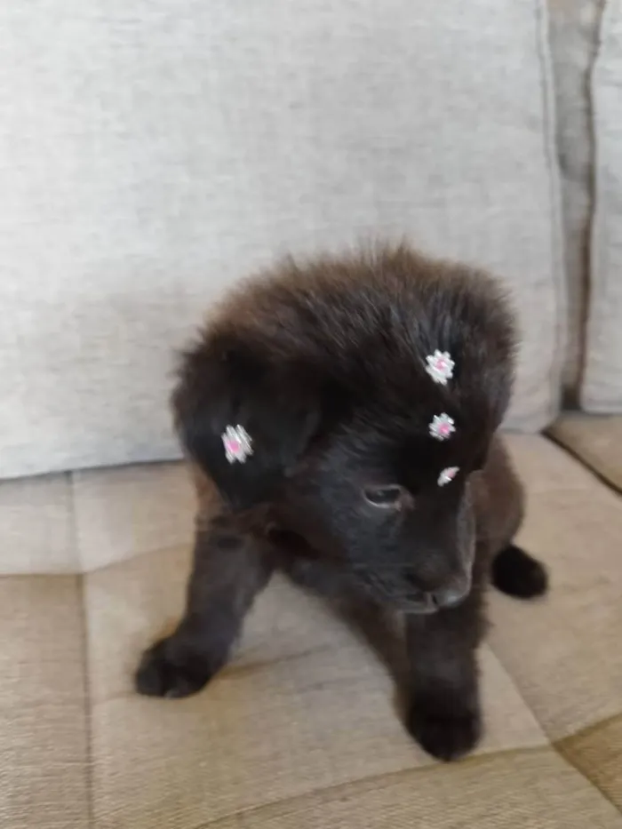 Cachorro raça Chow Chow mestiço idade 2 a 6 meses nome Filhote