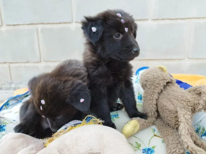 Cachorro raça Chow Chow mestiço idade 2 a 6 meses nome Filhote