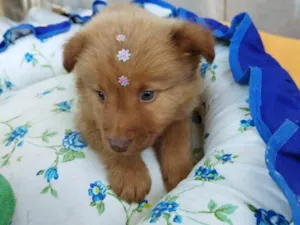 Cachorro raça Chow Chow mestiço idade 2 a 6 meses nome Filhote